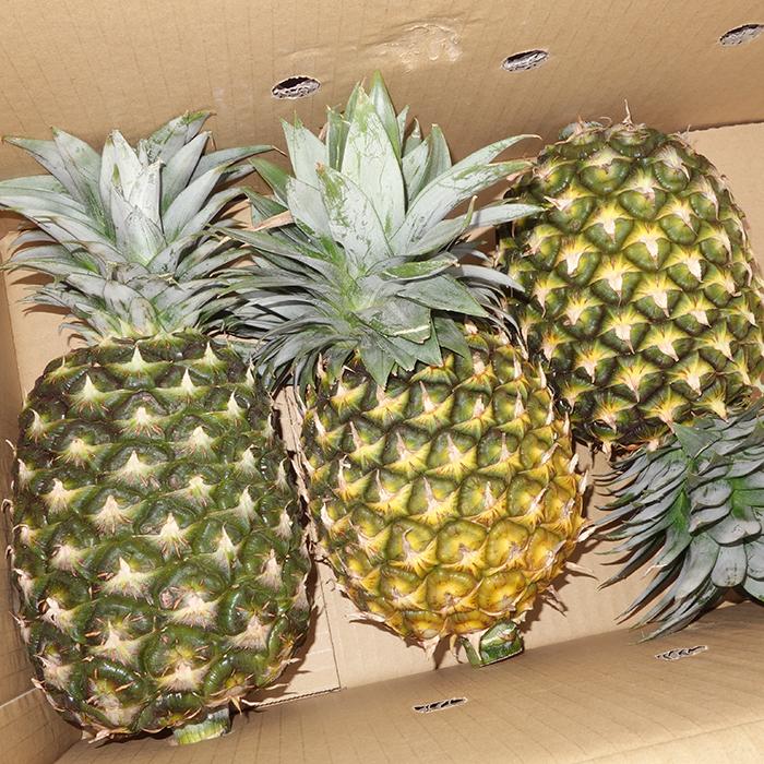 訳あり ゴールドバレル 3kg（玉数指定不可）発送6月下旬〜8月中旬