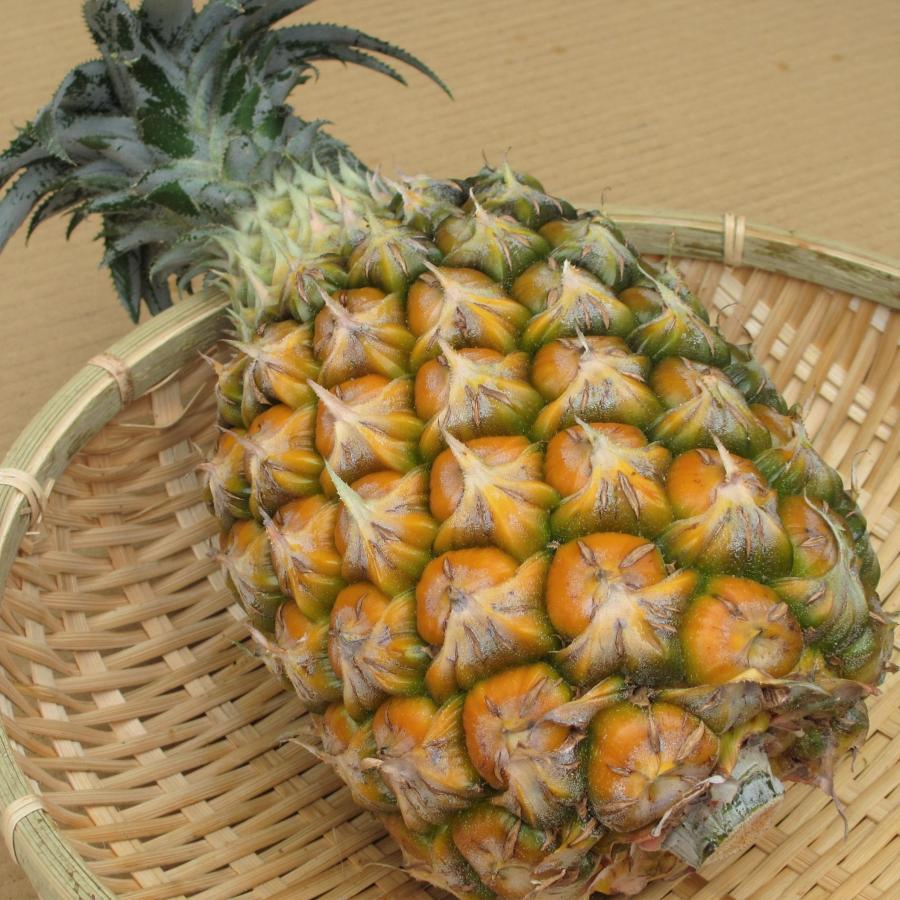 訳あり ゴールドバレル 3kg（玉数指定不可）発送6月下旬〜8月中旬