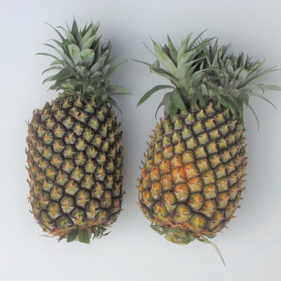 訳あり ゴールドバレル 3kg（玉数指定不可）発送6月下旬〜8月中旬