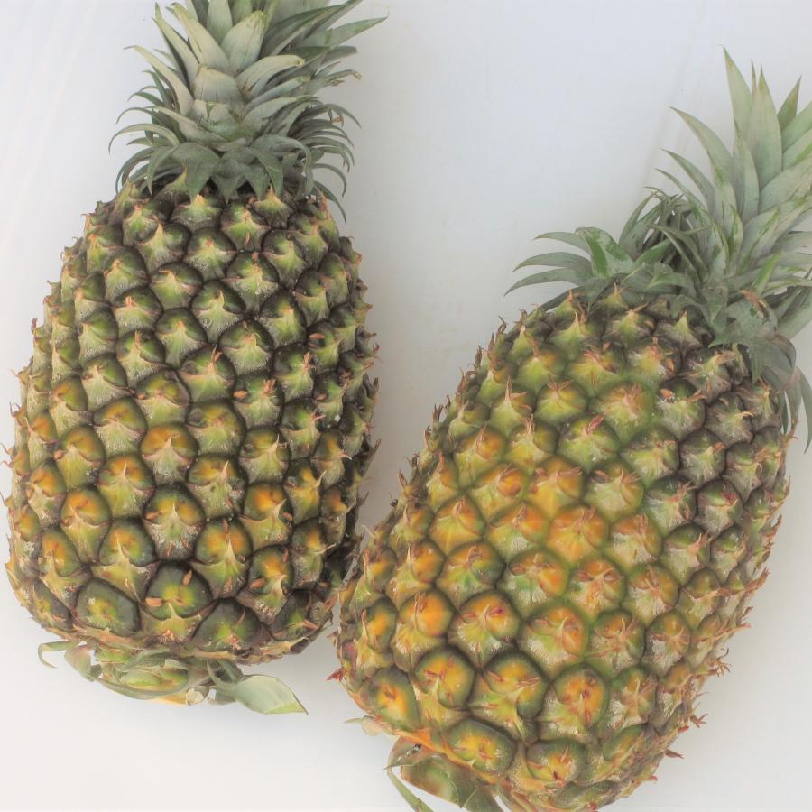 ☆贈答用☆ゴールドバレル 1玉（1玉約1.5〜1.8kg）化粧箱入 至高の
