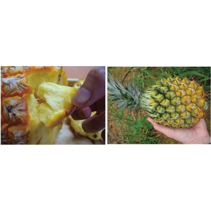 沖縄県産スナックパイン 冠芽なし １０kg １3 ２４玉 発送４ ９月 送料無料 パイナップル Bgpain 10 沖縄市場たま青果 通販 Yahoo ショッピング