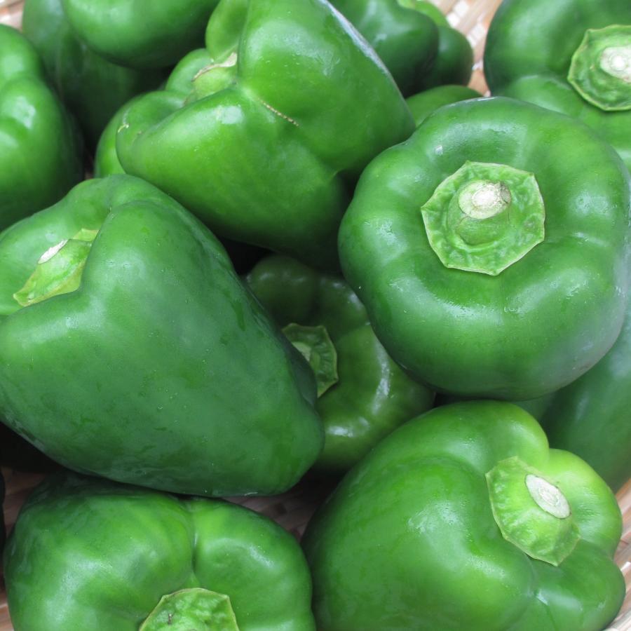 ビッグピーマン10kg 【発送11〜6月】 肉厚柔らかいつやつやピーマン