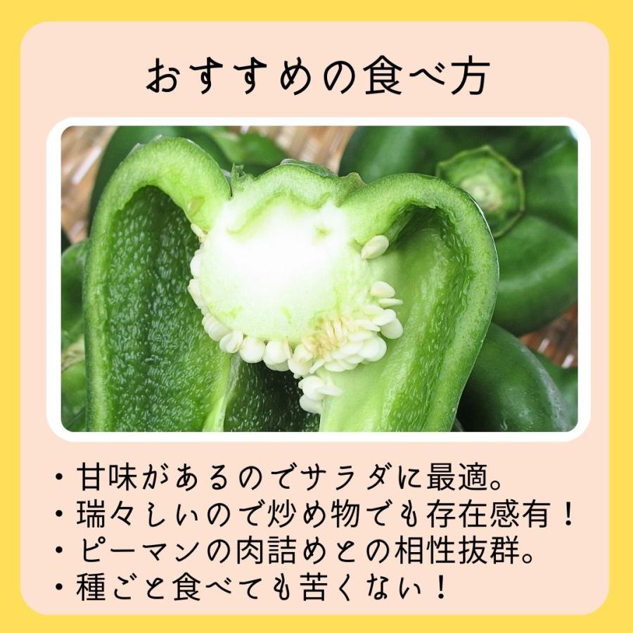 ビッグピーマン10kg 【発送11〜6月】 肉厚柔らかいつやつやピーマン