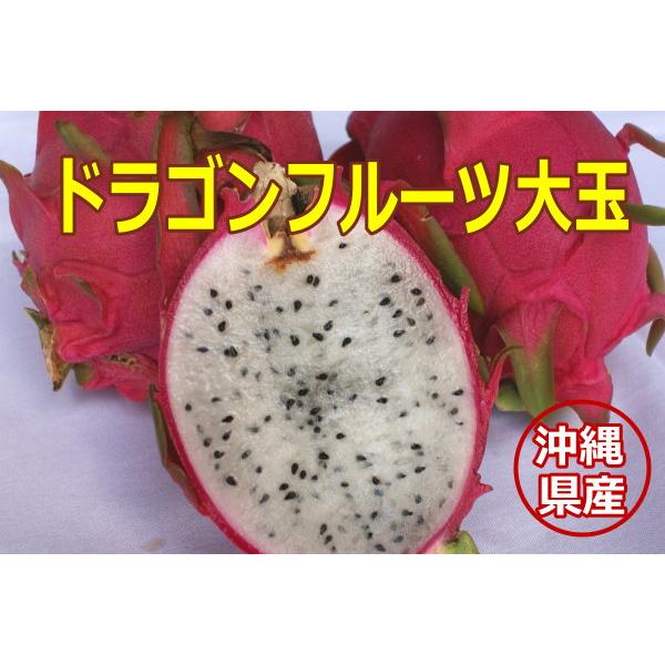税込 沖縄県産ドラゴンフルーツ 白 大玉 1個 500ｇ以上 発送7 12