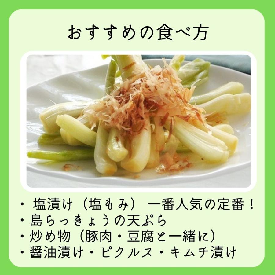 島らっきょう 500g （塩漬けや天ぷらで美味しい）沖縄県産 ※夏は葉無し