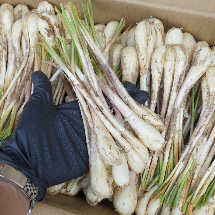 島らっきょう 500g （塩漬けや天ぷらで美味しい）沖縄県産 ※夏は葉無し