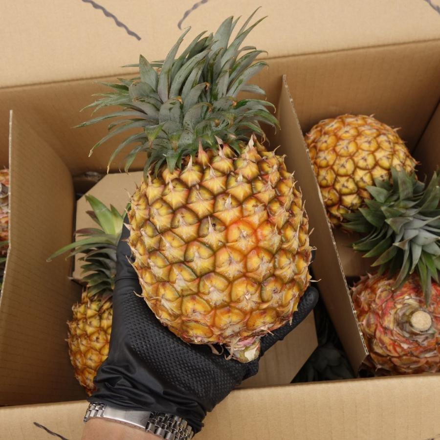 西表島産 スナックパイン １玉 約600 800g 発送期間4 ９月 パイナップル ボゴールパイン Fruts008 沖縄市場たま青果 通販 Yahoo ショッピング