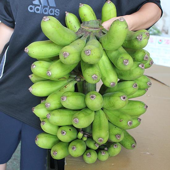 丸ごと島バナナ（5〜6kg）沖縄県産 国産バナナ : 沖縄市場たま青果