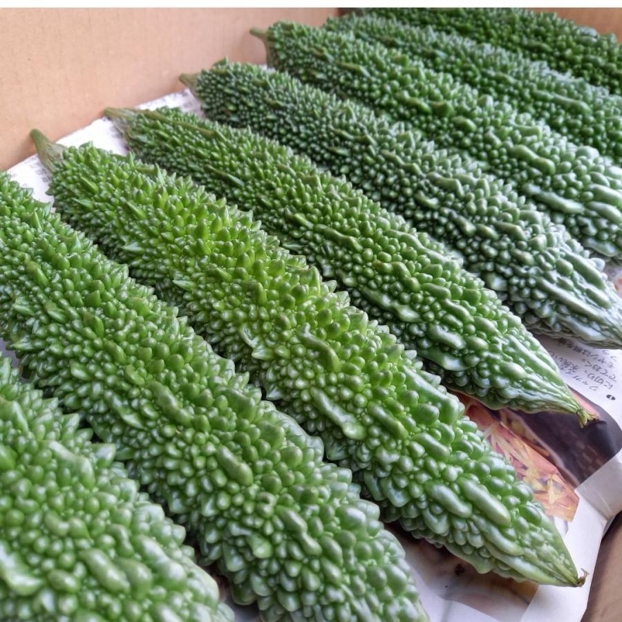ゴーヤー 1kg 沖縄県産【発送年中】 : 沖縄市場たま青果 - 通販
