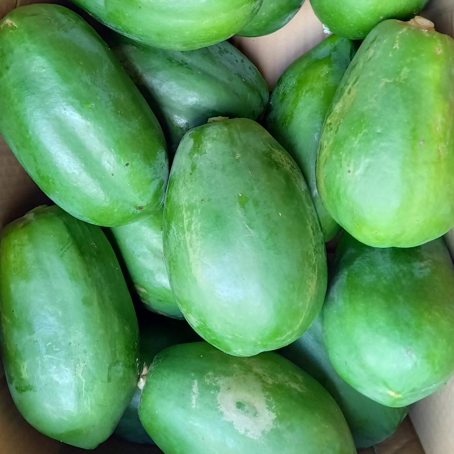 Noinaさま新鮮青パパイヤ 青パパイヤ 約1kg（日付指定不可）沖縄県産 野菜用 : 沖縄市場たま青果