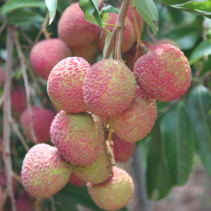 生 ライチ  玉荷包（約1ｋg）（数量限定商品）★発送６月頃 |  | 01