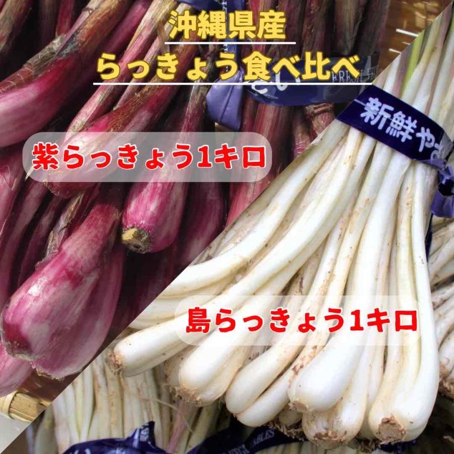 【食べ比べ】島らっきょう1ｋｇ/紫島らっきょう1ｋｇ 沖縄県産　 | 