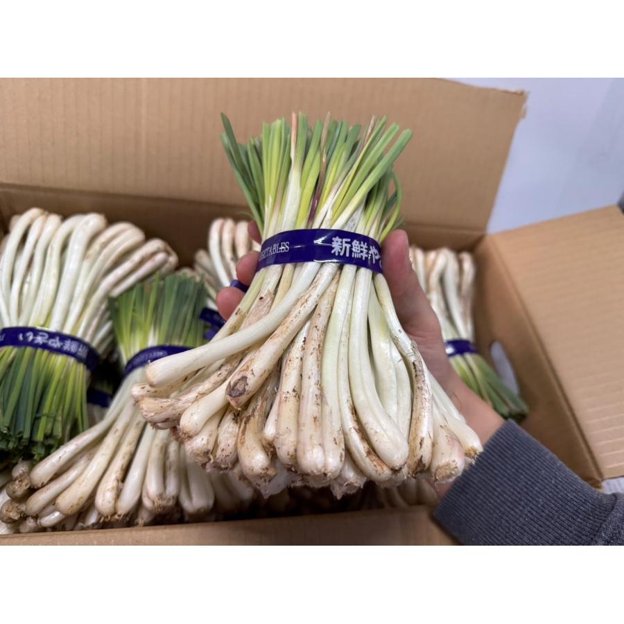 【食べ比べ】島らっきょう1ｋｇ/紫島らっきょう1ｋｇ 沖縄県産　 |  | 01