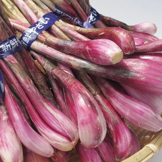 食べ比べ】島らっきょう500g/紫島らっきょう500g 沖縄県産 送料無料