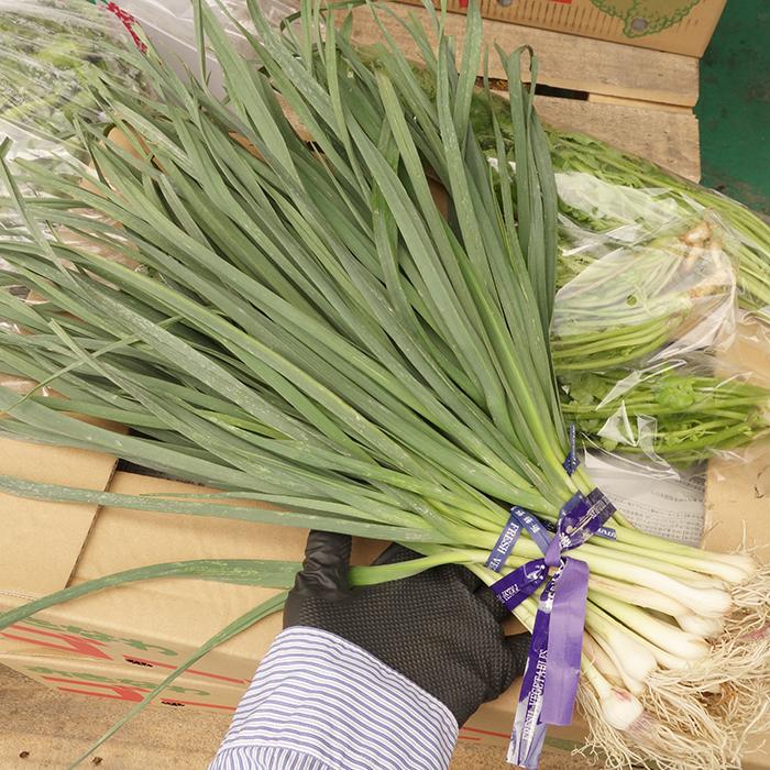 沖縄県産野菜 ニンニク葉 約500ｇ 発送 12月中旬 2月 にんにく葉 ニンニクの茎とは違います Haninn5 沖縄市場たま青果 通販 Yahoo ショッピング