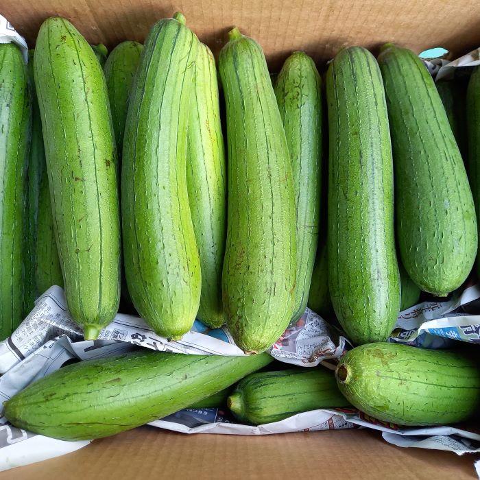 へちま 約1kg 4本前後 沖縄県産（ナーベラー） : 沖縄市場たま青果