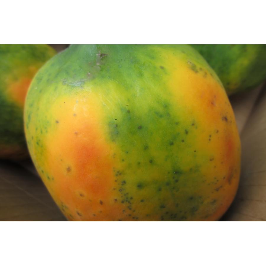 沖縄産フルーツパパイヤ　２個約7,5~8キロ フルーツパパイヤ 約1kg (2~3玉入り)【品種お任せ】沖縄県産 : 沖縄