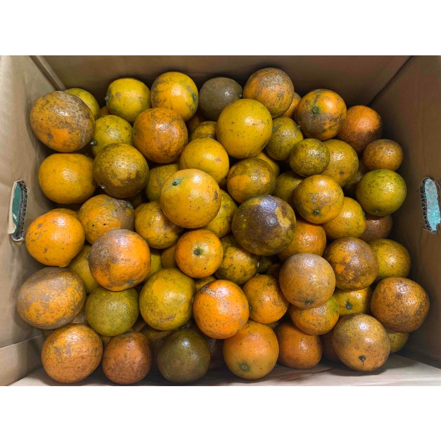訳あり・加工向け】屋久島産タンカン 約20kg 送料込み価格 【公式通販】