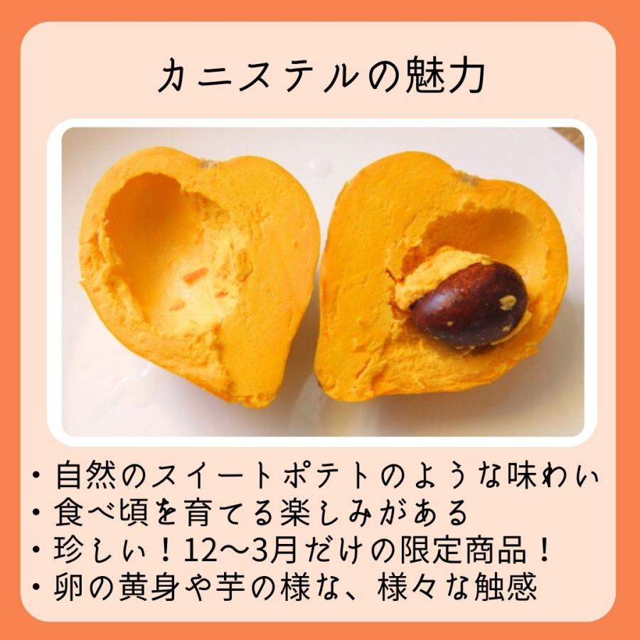 お試し用 カニステル 400g（発送開始1月〜6月）沖縄県産 : 沖縄市場