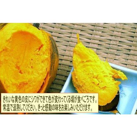 不思議な果実 カニステル5kg【発送1月〜4月】 なにこれ?ジャガイモ?卵の黄身?エッグフルーツ|mensore|02