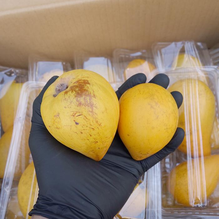 カニステル 2kg （発送開始1月〜6月）なにこれ？ジャガイモ？卵の