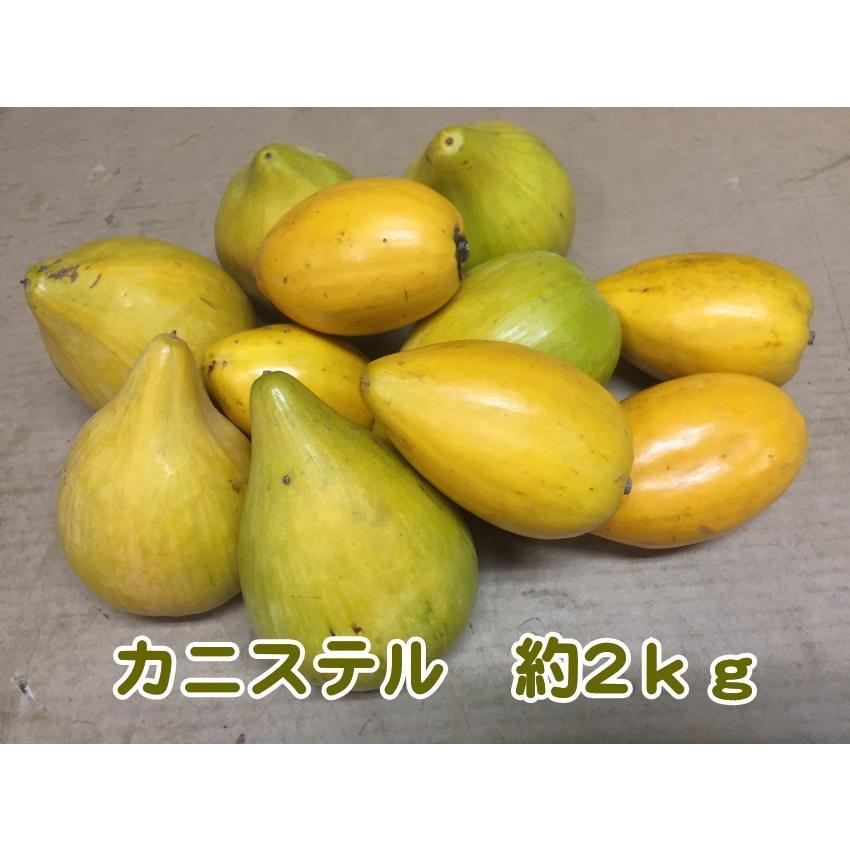 不思議な果実 カニステル２ｋｇ 発送1月 ５月 なにこれ ジャガイモ 卵の黄身 エッグフルーツ Kanisuteru2k 沖縄市場たま青果 通販 Yahoo ショッピング