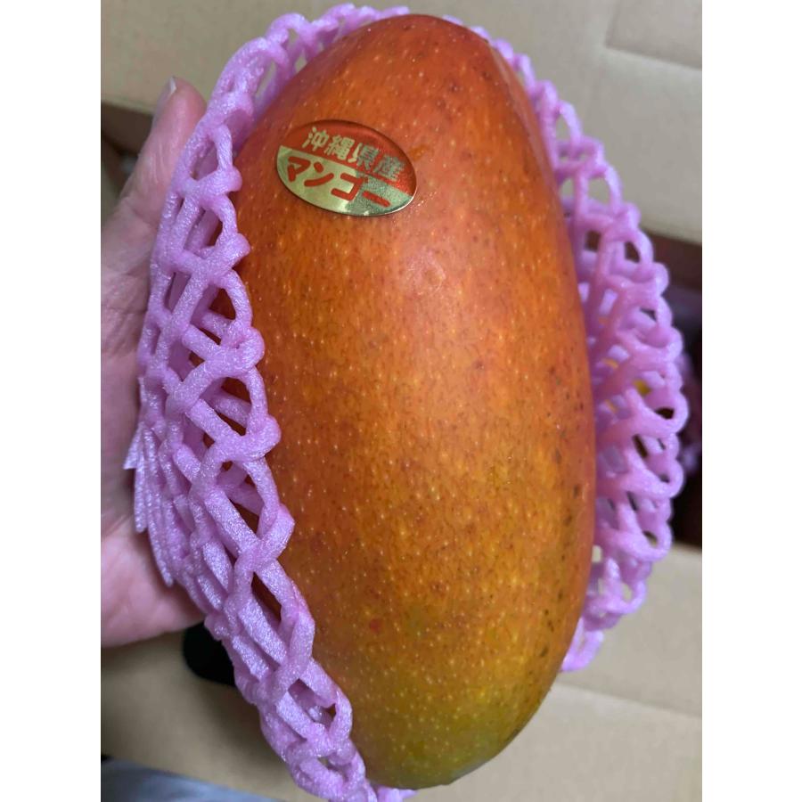 化粧箱】紅金煌（キンコウ）マンゴー約1〜1.2kg（2〜3玉）【発送期間7