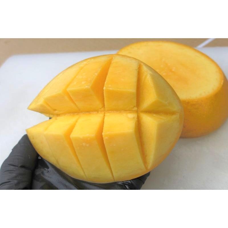 金蜜マンゴー 訳あり 約2kg（5〜9個） はちみつのような深い味 発送7