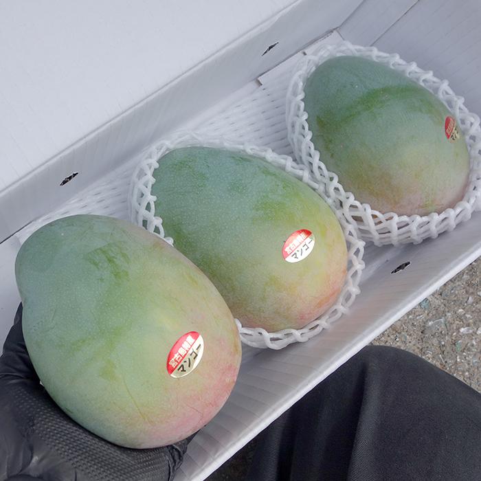 キーツマンゴー 優品 約1.5kg（2〜3玉）沖縄県産 発送8月〜9月中旬