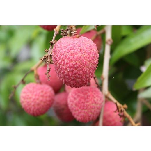生 ライチ 1ｋｇ　(品種、サイズお任せ）沖縄県産（数量限定商品）★発送６月頃 |  | 01