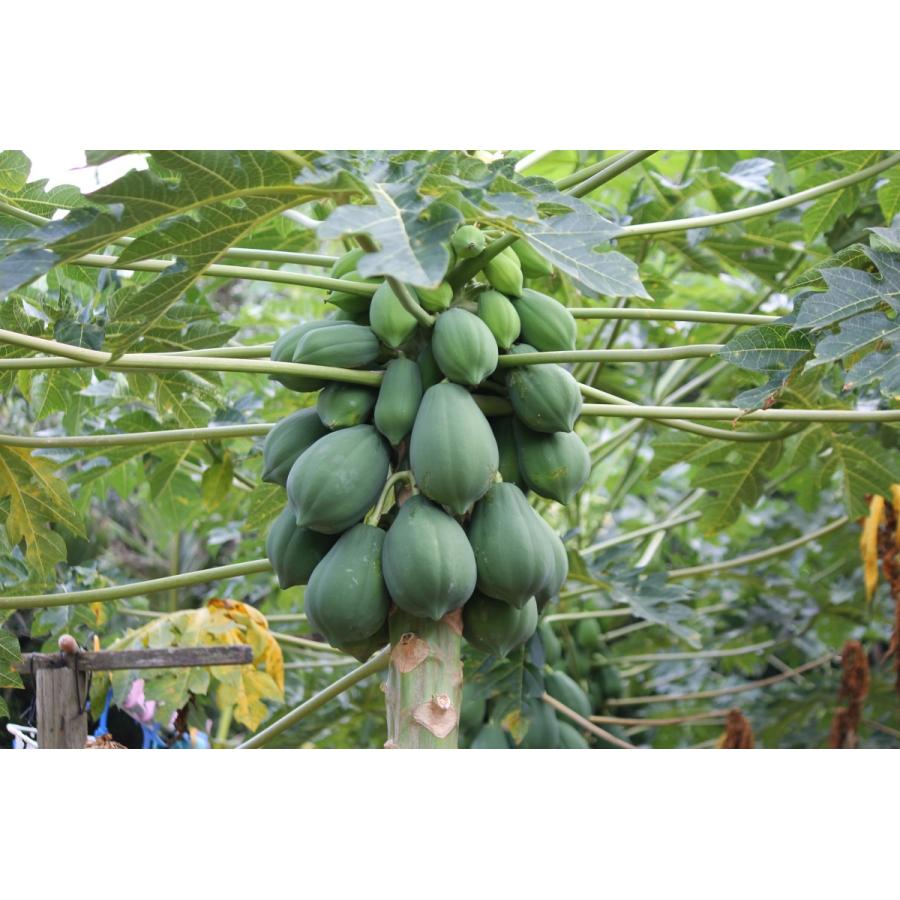 沖縄県産 青パパイヤ 約２０ｋｇ 青パパイヤは栄養価が高く健康維持に大切な酵素を豊富に含んでいます Papaiya 沖縄市場たま青果 通販 Yahoo ショッピング