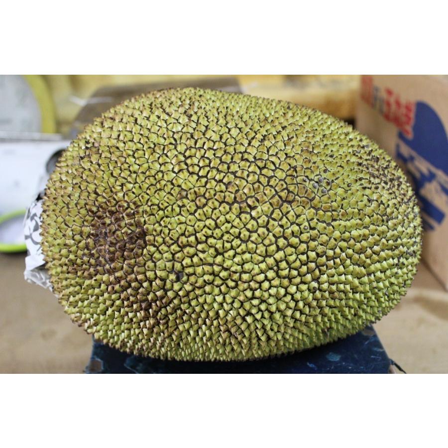 パラミツ ジャックフルーツ １玉 約７ ５kg 世界最大級の果物 Paramitu 7 沖縄市場たま青果 通販 Yahoo ショッピング