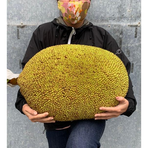 次回入荷までお待ち下さい】沖縄県産ジャックフルーツ : 沖縄市場たま