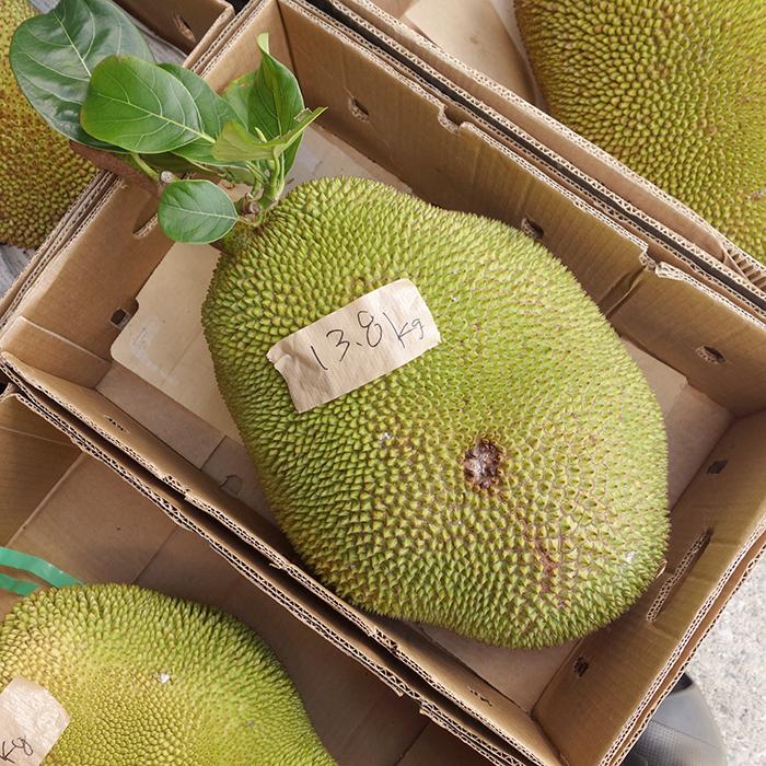次回入荷までお待ち下さい】沖縄県産ジャックフルーツ : 沖縄 次回入荷までお待ち下さい】沖縄県産ジャックフルーツ : 沖縄