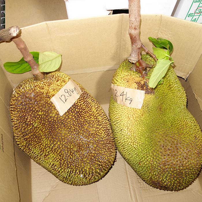 次回入荷までお待ち下さい】沖縄県産ジャックフルーツ : 沖縄 次回入荷までお待ち下さい】沖縄県産ジャックフルーツ : 沖縄