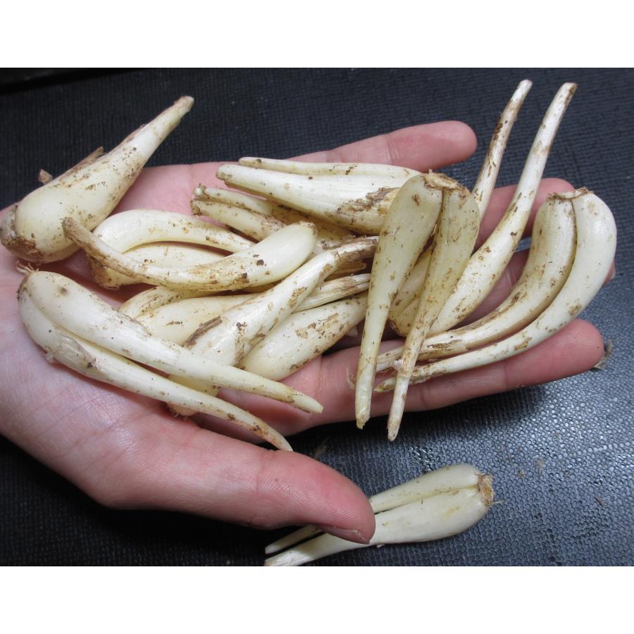 SALE商品》沖縄県産 小玉島らっきょう(バラ) 2kg らっきょう ふるさと納税 鳥取市 橋本さんちの砂丘らっきょう甘酢漬け 800g(瓶)