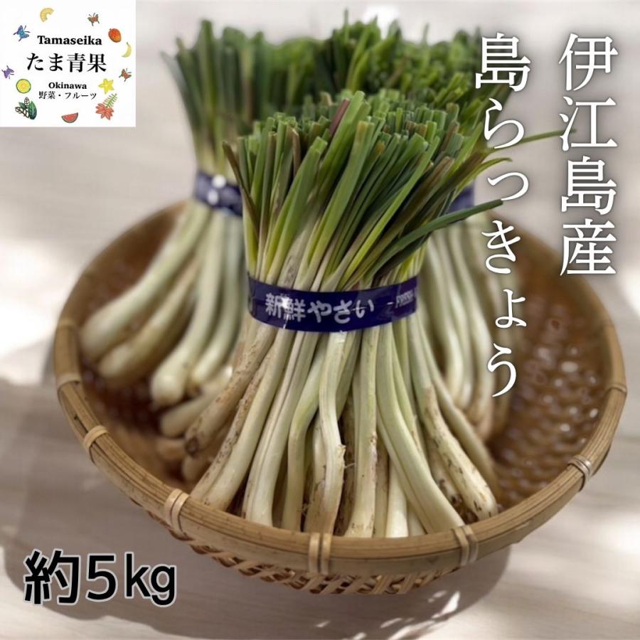 島らっきょう 5kg 大人気の島野菜 ※夏は葉無し | 