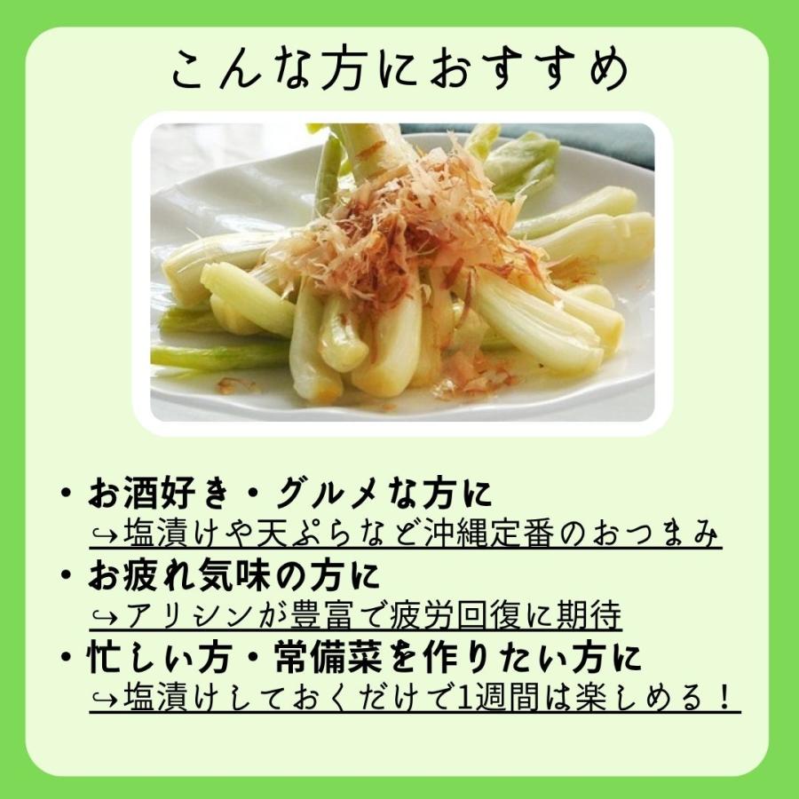 島らっきょう 5kg 大人気の島野菜 ※夏は葉無し : 沖縄市場たま青果