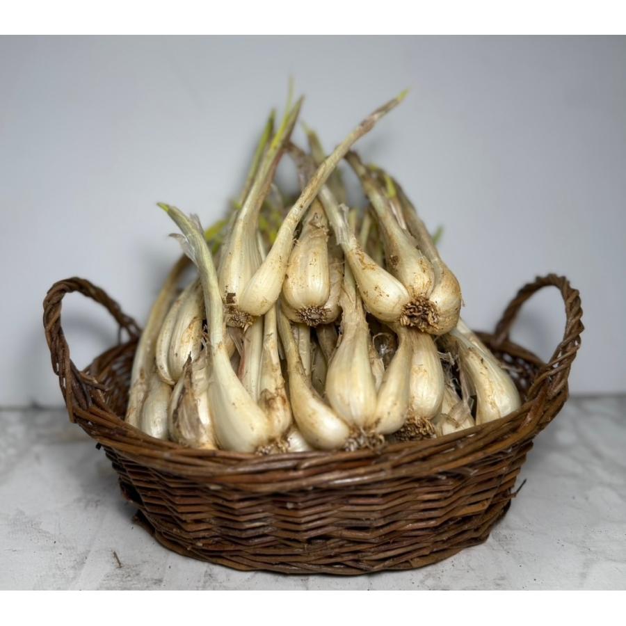島らっきょう 5kg 大人気の島野菜 ※夏は葉無し : 沖縄市場たま青果