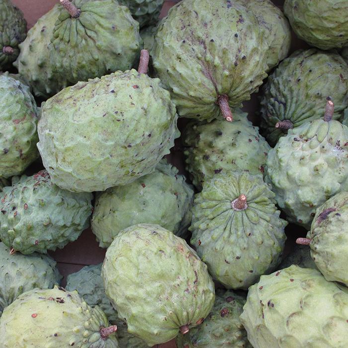 優品 アテモヤ 1kg（3〜6玉） 12月〜3月頃 高級フルーツ 森の