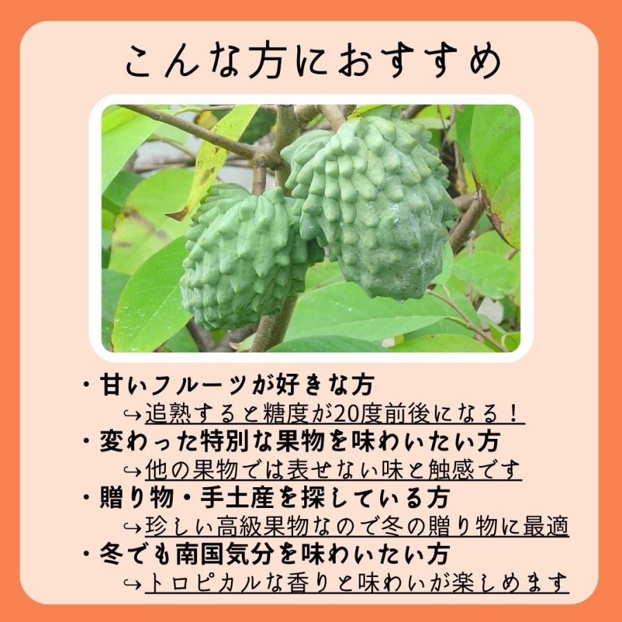 優品 アテモヤ 1kg（3〜6玉） 12月〜3月頃 高級フルーツ 森の