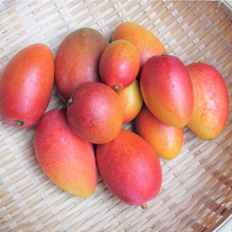 期間限定セール】沖縄県産 優品 ミニマンゴー 約1kg : 沖縄市場たま