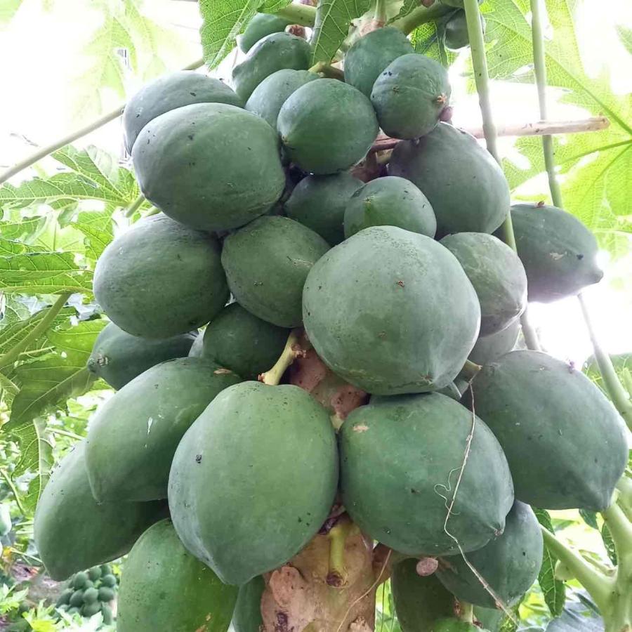 青パパイヤ 約2kg（日付指定不可）沖縄県産 野菜用 : 沖縄市場たま青果