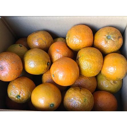 訳あり たんかん 約5kg (SS〜3Lサイズ混合) 沖縄県産 【発送開始1月