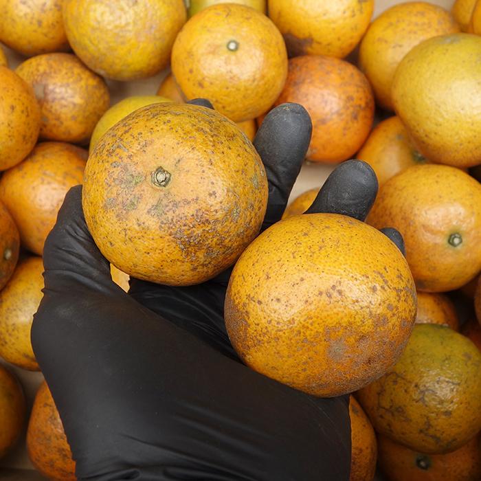 訳あり タンカン 約3kg (2S〜3Lサイズ混合) 沖縄県産【発送