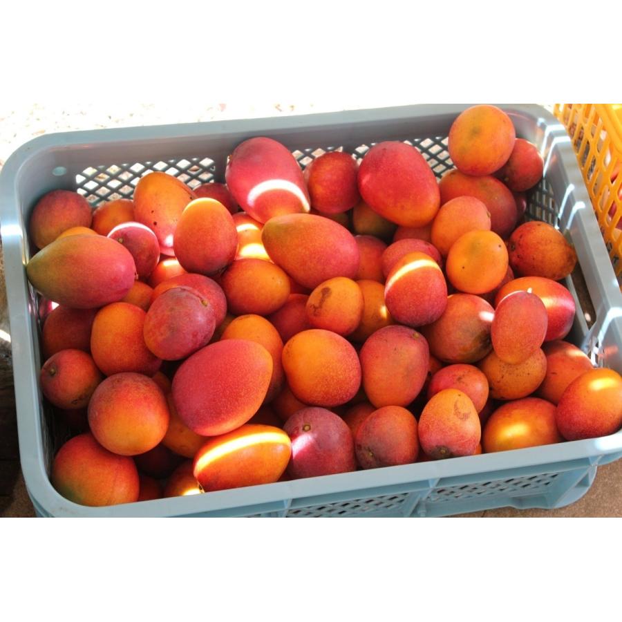 期間限定セール】沖縄県産 優品 ミニマンゴー 約2kg : 沖縄市場たま