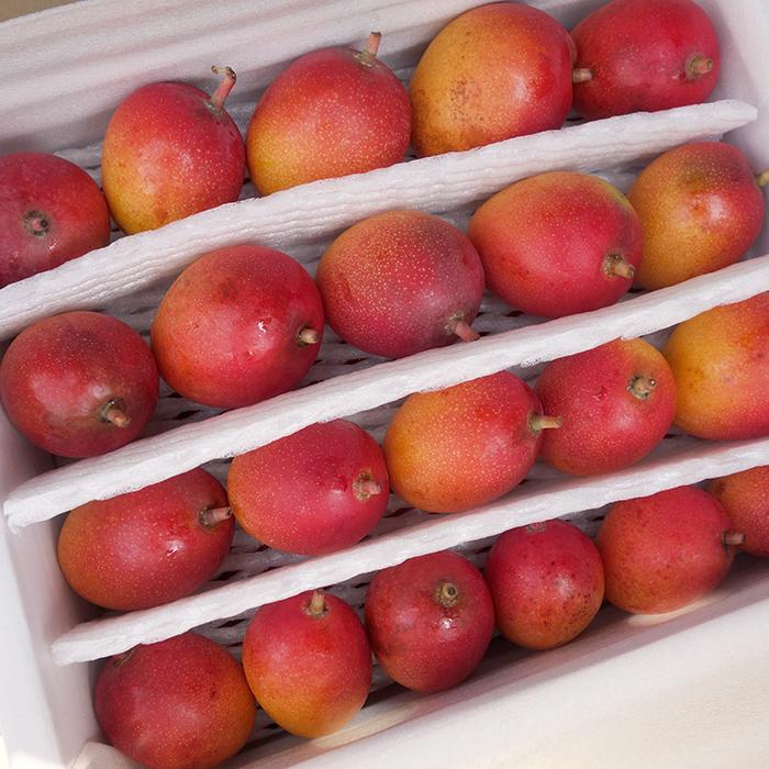 期間限定セール】沖縄県産 優品 ミニマンゴー 約2kg : 沖縄市場たま