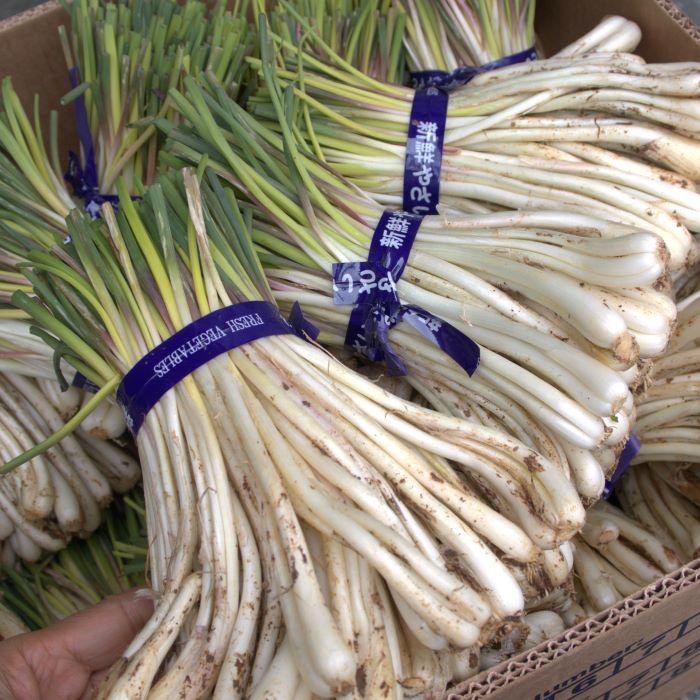 沖縄伊江島産　島らっきょうバラ(茎なし)約10kg【常温便】② 島らっきょう 2kg（送料無料）大人気の島野菜 ※夏は葉無し