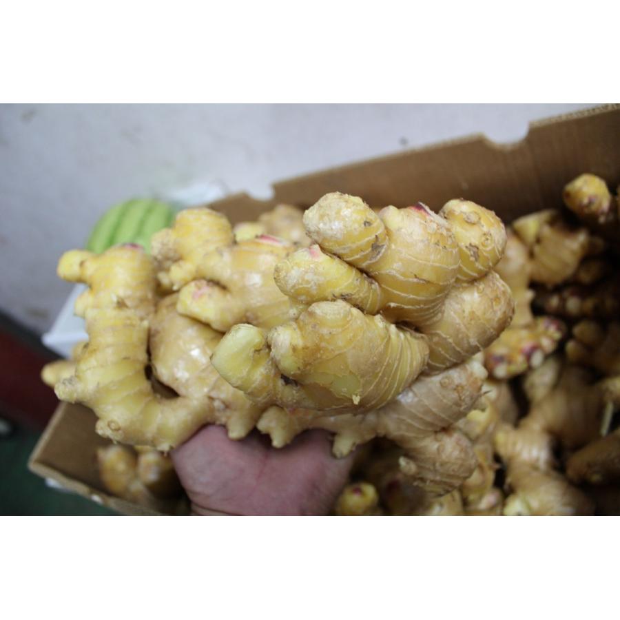 沖縄県産 新しょうが 生姜 500ｇ 発送 9月 11月 Shogaa 沖縄市場たま青果 通販 Yahoo ショッピング