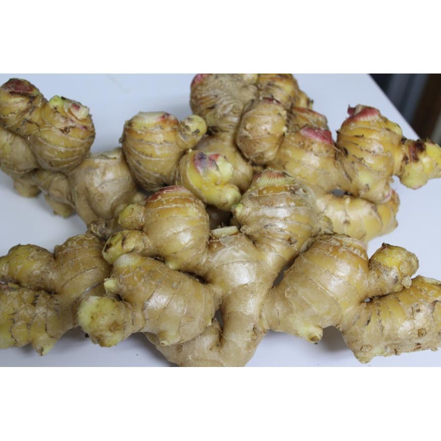 沖縄県産 新しょうが 生姜 500ｇ 発送 9月 11月 Shogaa 沖縄市場たま青果 通販 Yahoo ショッピング
